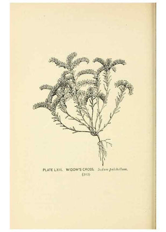 Reproducción/Reproduction 8427253938: Southern wild flowers and trees,. New York,Stokes[1901]