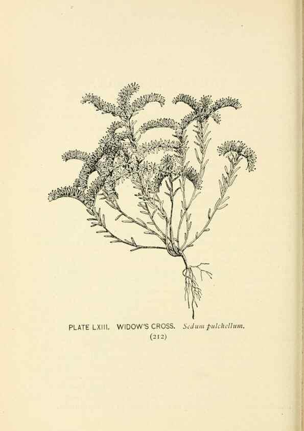 Reproducción/Reproduction 8427253938: Southern wild flowers and trees,. New York,Stokes[1901]