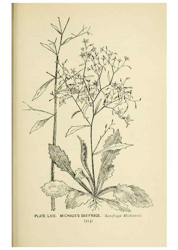 Reproducción/Reproduction 8427254520: Southern wild flowers and trees,. New York,Stokes[1901]