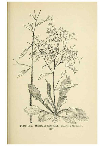 Reproducción/Reproduction 8427254520: Southern wild flowers and trees,. New York,Stokes[1901]