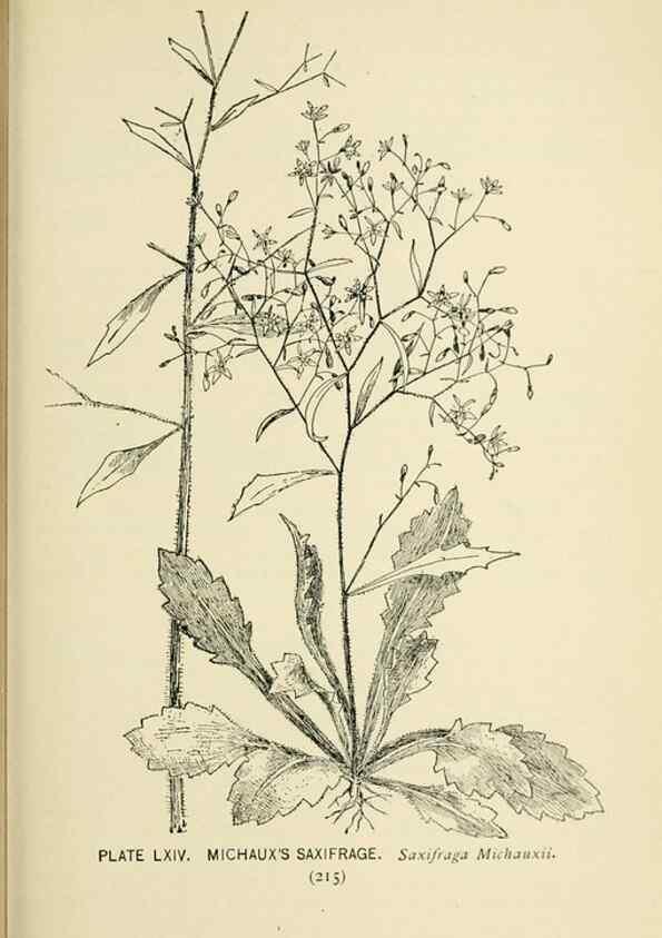 Reproducción/Reproduction 8427254520: Southern wild flowers and trees,. New York,Stokes[1901]
