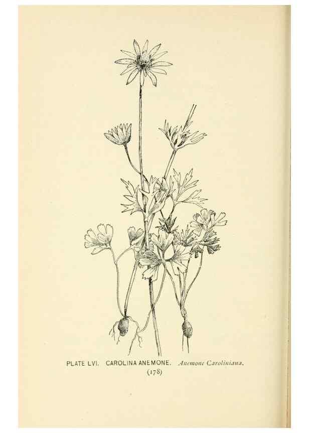 Reproducción/Reproduction 8426157779: Southern wild flowers and trees,. New York,Stokes[1901]