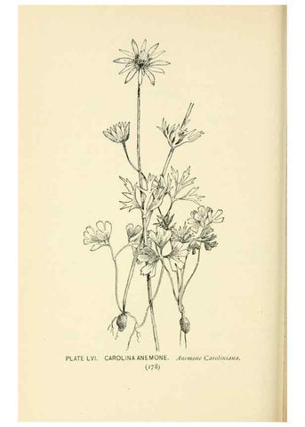 Reproducción/Reproduction 8426157779: Southern wild flowers and trees,. New York,Stokes[1901]