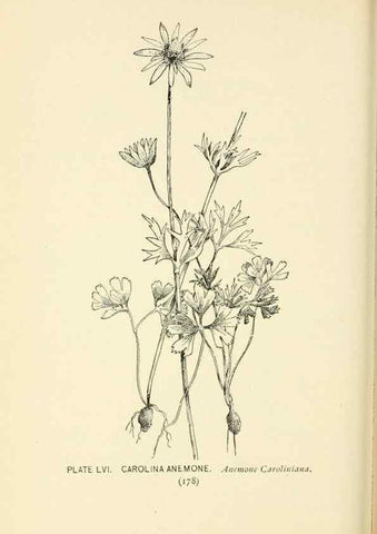 Reproducción/Reproduction 8426157779: Southern wild flowers and trees,. New York,Stokes[1901]