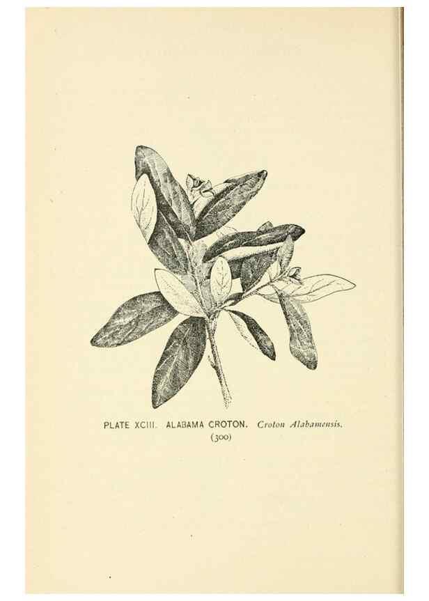 Reproducción/Reproduction 8426183379: Southern wild flowers and trees,. New York,Stokes[1901]