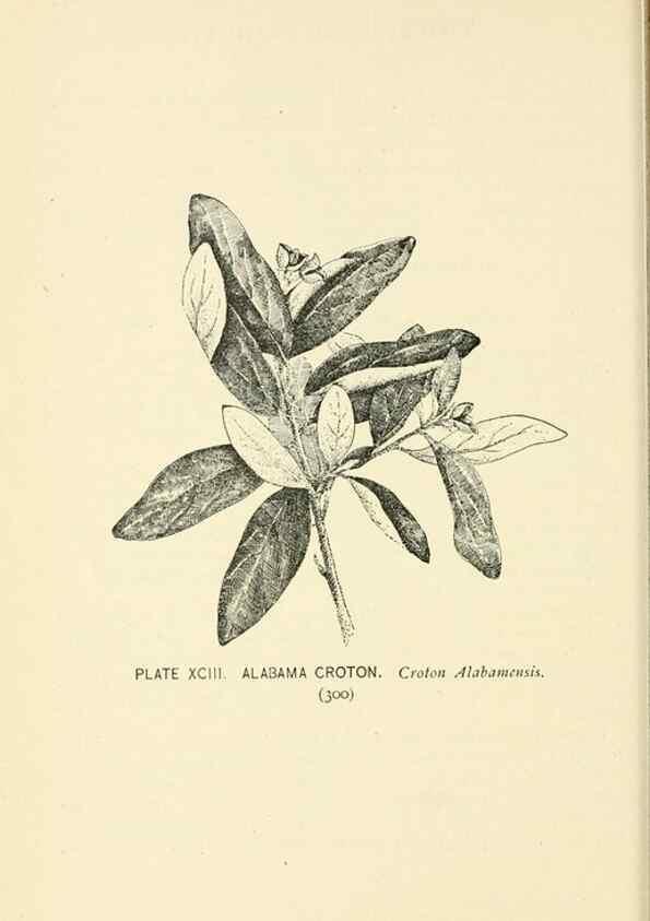 Reproducción/Reproduction 8426183379: Southern wild flowers and trees,. New York,Stokes[1901]