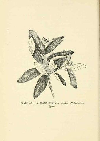 Reproducción/Reproduction 8426183379: Southern wild flowers and trees,. New York,Stokes[1901]