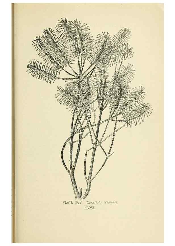 Reproducción/Reproduction 8426185121: Southern wild flowers and trees,. New York,Stokes[1901]
