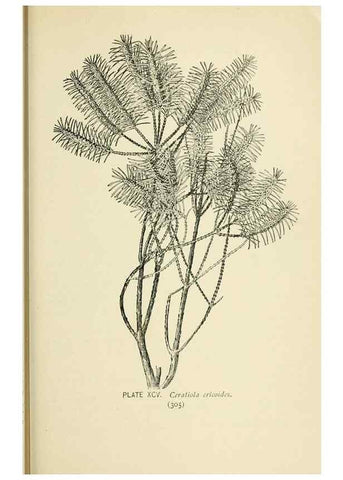 Reproducción/Reproduction 8426185121: Southern wild flowers and trees,. New York,Stokes[1901]