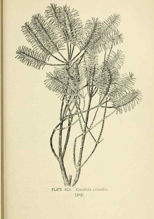 Reproducción/Reproduction 8426185121: Southern wild flowers and trees,. New York,Stokes[1901]