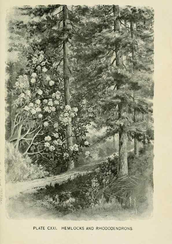 Reproducción/Reproduction 8426200661: Southern wild flowers and trees,. New York,Stokes[1901]