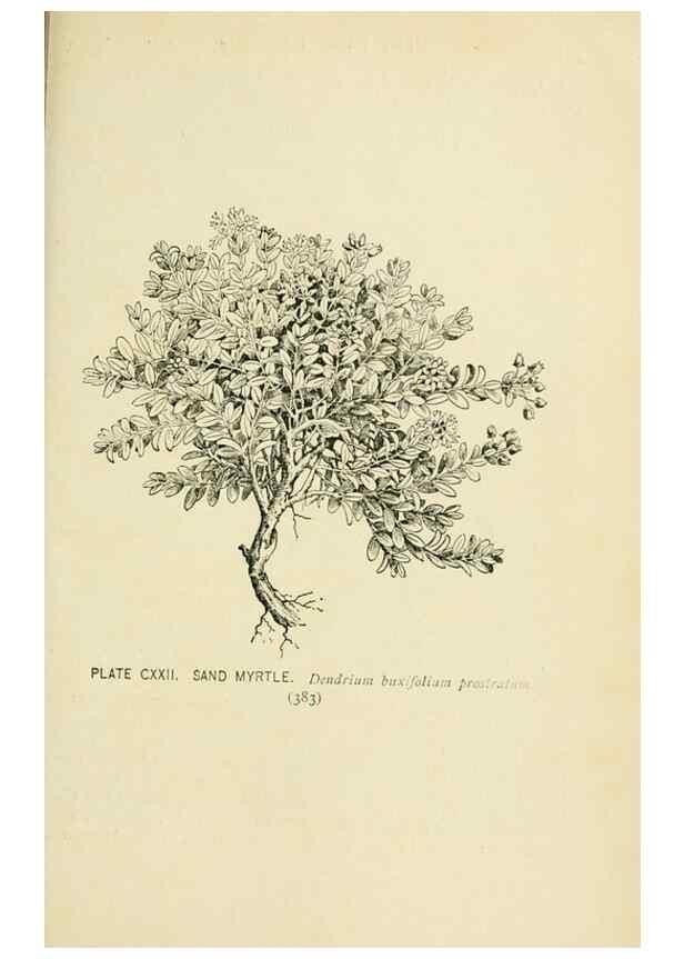 Reproducción/Reproduction 8426201199: Southern wild flowers and trees,. New York,Stokes[1901]