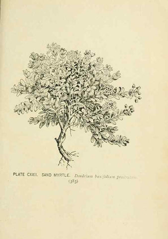 Reproducción/Reproduction 8426201199: Southern wild flowers and trees,. New York,Stokes[1901]