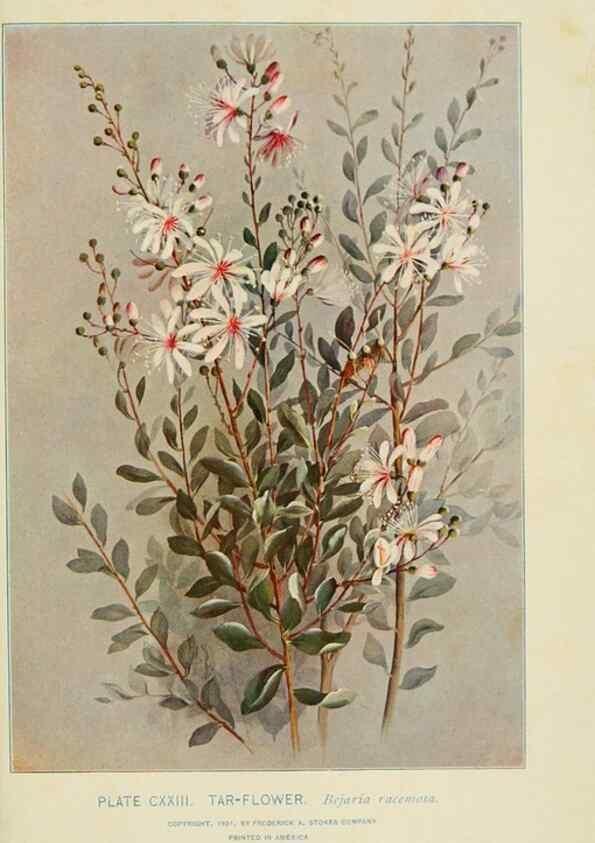 Reproducción/Reproduction 8426201723: Southern wild flowers and trees,. New York,Stokes[1901]