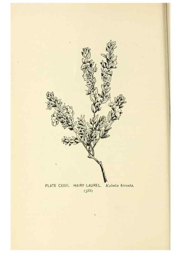 Reproducción/Reproduction 8426203667: Southern wild flowers and trees,. New York,Stokes[1901]