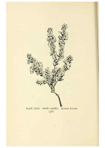 Reproducción/Reproduction 8426203667: Southern wild flowers and trees,. New York,Stokes[1901]