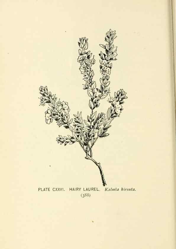Reproducción/Reproduction 8426203667: Southern wild flowers and trees,. New York,Stokes[1901]