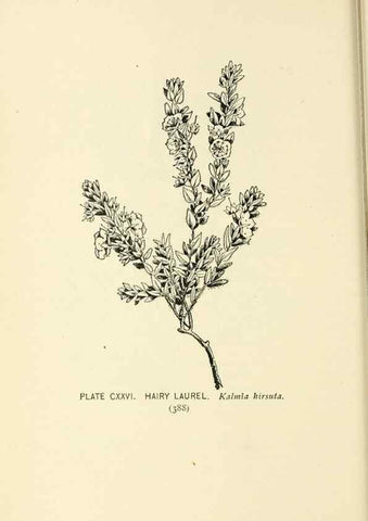 Reproducción/Reproduction 8426203667: Southern wild flowers and trees,. New York,Stokes[1901]