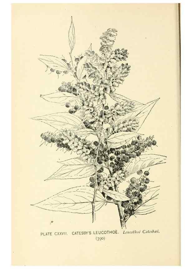 Reproducción/Reproduction 8427295580: Southern wild flowers and trees,. New York,Stokes[1901]