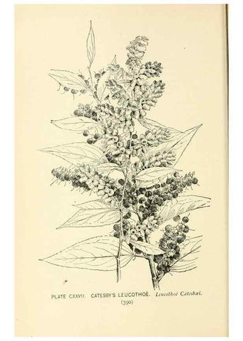 Reproducción/Reproduction 8427295580: Southern wild flowers and trees,. New York,Stokes[1901]