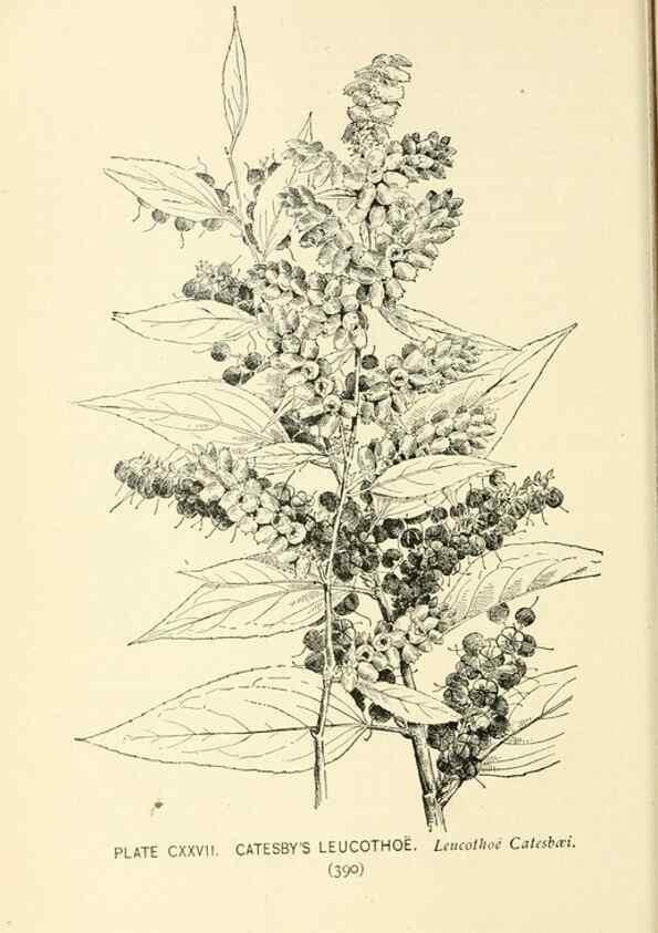 Reproducción/Reproduction 8427295580: Southern wild flowers and trees,. New York,Stokes[1901]