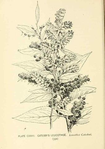 Reproducción/Reproduction 8427295580: Southern wild flowers and trees,. New York,Stokes[1901]