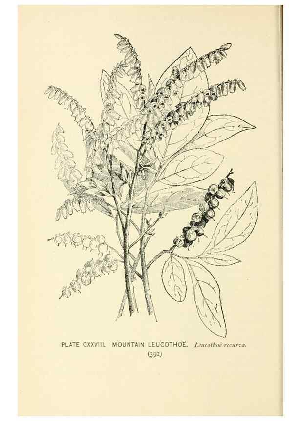 Reproducción/Reproduction 8427296522: Southern wild flowers and trees,. New York,Stokes[1901]