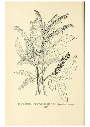 Reproducción/Reproduction 8427296522: Southern wild flowers and trees,. New York,Stokes[1901]