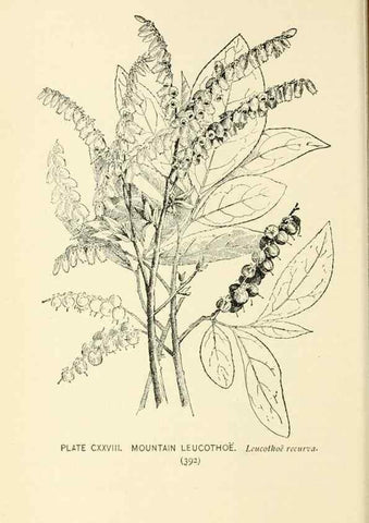 Reproducción/Reproduction 8427296522: Southern wild flowers and trees,. New York,Stokes[1901]