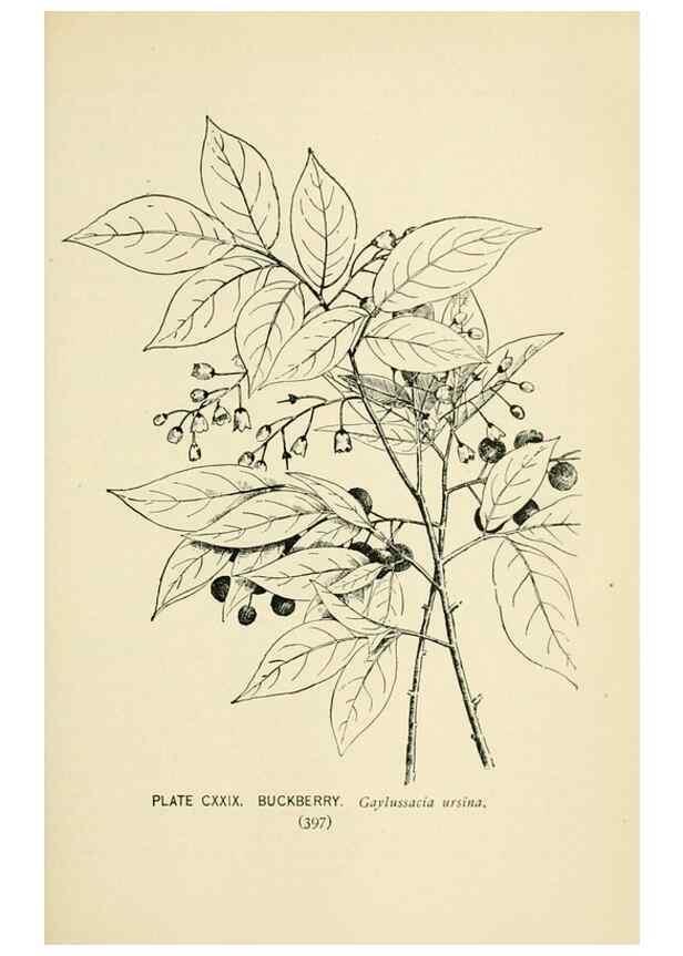 Reproducción/Reproduction 8426205577: Southern wild flowers and trees,. New York,Stokes[1901]
