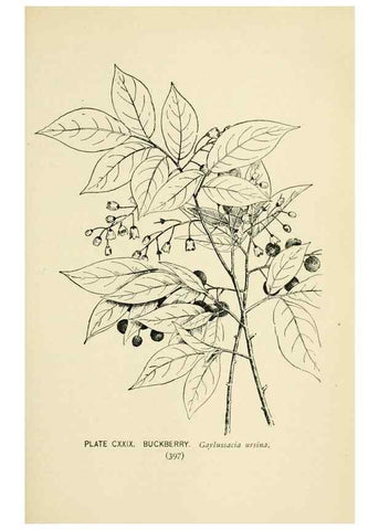 Reproducción/Reproduction 8426205577: Southern wild flowers and trees,. New York,Stokes[1901]
