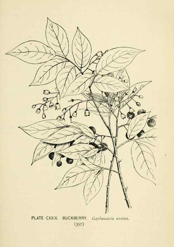 Reproducción/Reproduction 8426205577: Southern wild flowers and trees,. New York,Stokes[1901]
