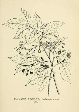 Reproducción/Reproduction 8426205577: Southern wild flowers and trees,. New York,Stokes[1901]