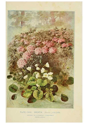 Reproducción/Reproduction 8427298406: Southern wild flowers and trees,. New York,Stokes[1901]