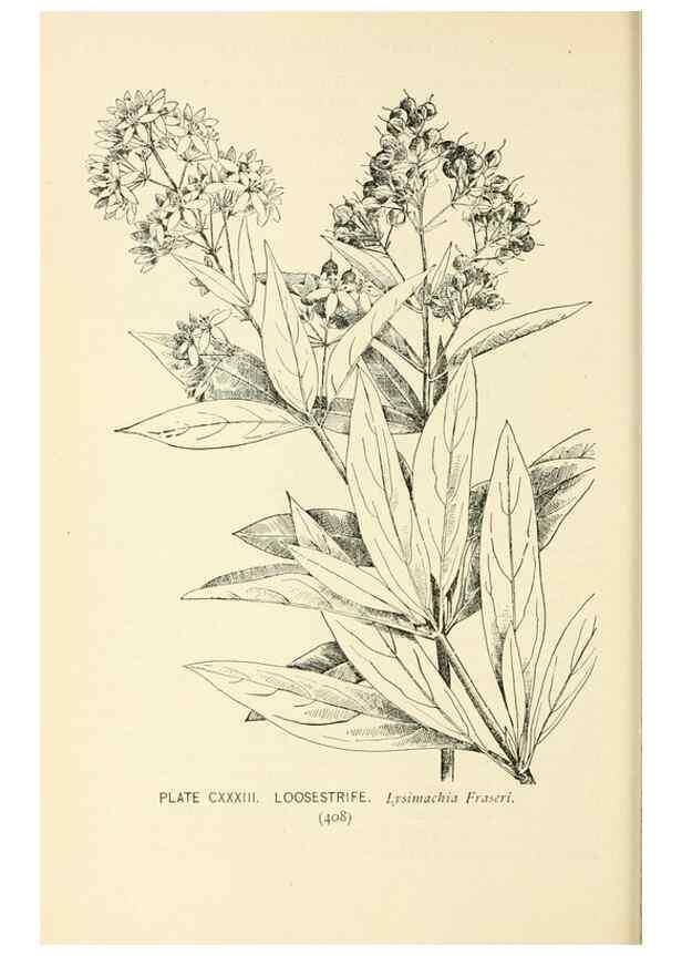 Reproducción/Reproduction 8426208497: Southern wild flowers and trees,. New York,Stokes[1901]