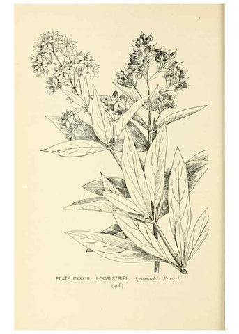 Reproducción/Reproduction 8426208497: Southern wild flowers and trees,. New York,Stokes[1901]