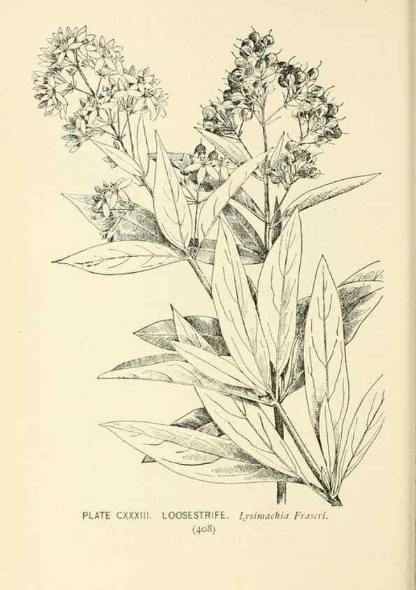 Reproducción/Reproduction 8426208497: Southern wild flowers and trees,. New York,Stokes[1901]