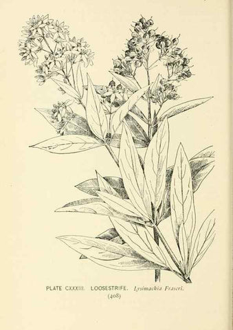 Reproducción/Reproduction 8426208497: Southern wild flowers and trees,. New York,Stokes[1901]