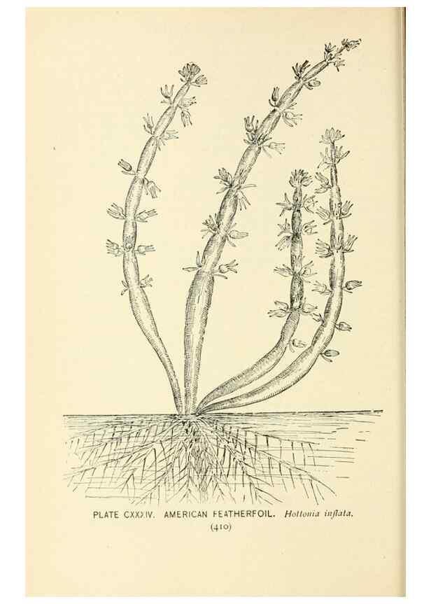 Reproducción/Reproduction 8426209039: Southern wild flowers and trees,. New York,Stokes[1901]