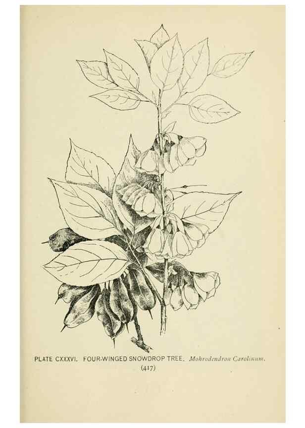 Reproducción/Reproduction 8427301734: Southern wild flowers and trees,. New York,Stokes[1901]