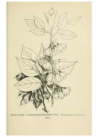 Reproducción/Reproduction 8427301734: Southern wild flowers and trees,. New York,Stokes[1901]