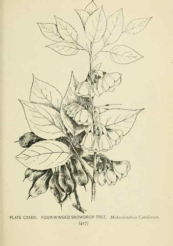 Reproducción/Reproduction 8427301734: Southern wild flowers and trees,. New York,Stokes[1901]