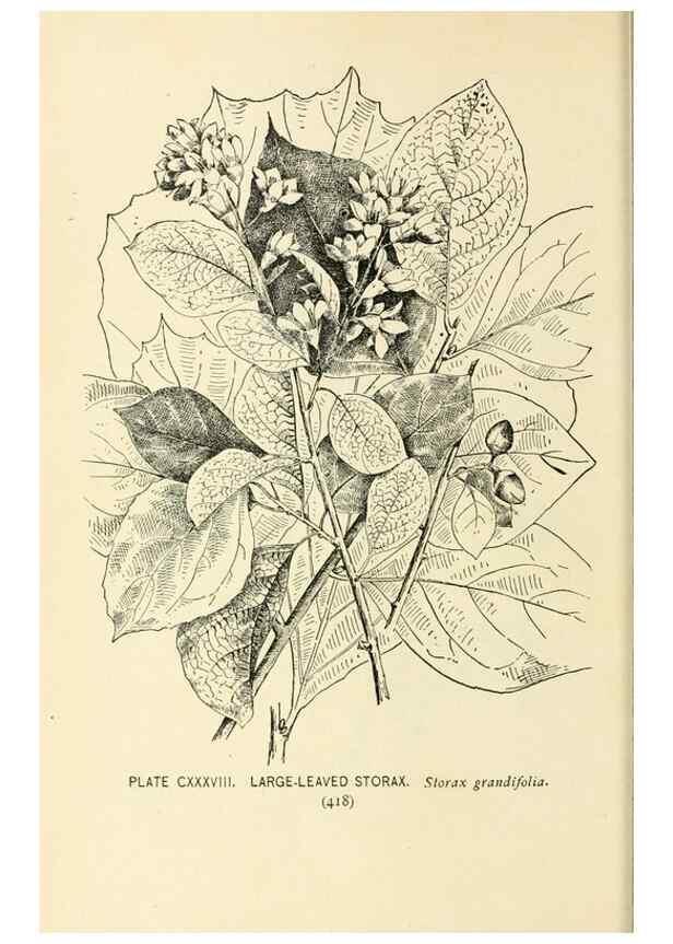 Reproducción/Reproduction 8426211227: Southern wild flowers and trees,. New York,Stokes[1901]