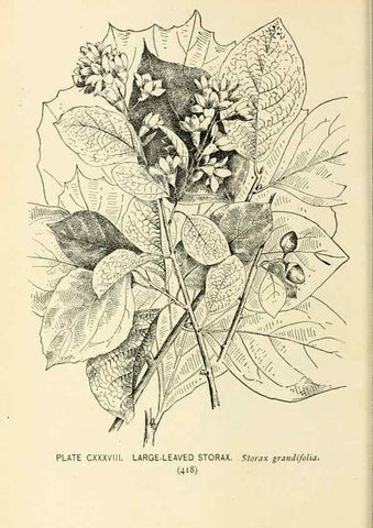 Reproducción/Reproduction 8426211227: Southern wild flowers and trees,. New York,Stokes[1901]
