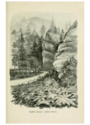 Reproducción/Reproduction 8427303098: Southern wild flowers and trees,. New York,Stokes[1901]