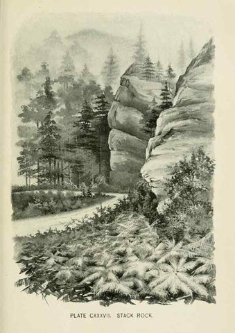 Reproducción/Reproduction 8427303098: Southern wild flowers and trees,. New York,Stokes[1901]