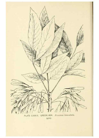 Reproducción/Reproduction 8427303982: Southern wild flowers and trees,. New York,Stokes[1901]