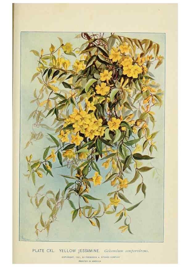 Reproducción/Reproduction 8426213275: Southern wild flowers and trees,. New York,Stokes[1901]
