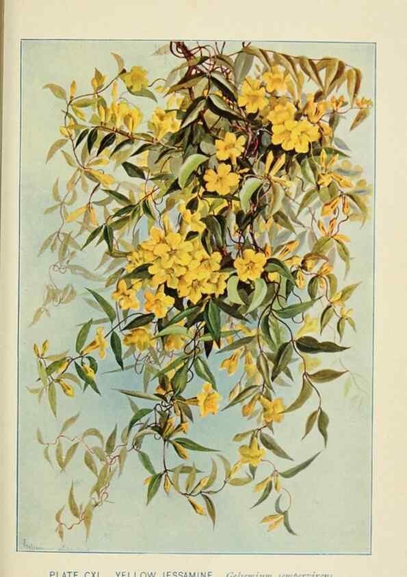 Reproducción/Reproduction 8426213275: Southern wild flowers and trees,. New York,Stokes[1901]