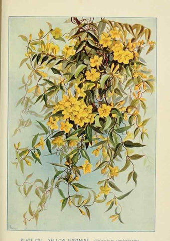 Reproducción/Reproduction 8426213275: Southern wild flowers and trees,. New York,Stokes[1901]